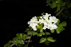 Dolichandrone falcata var. falcata